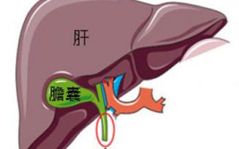肝脏居然藏了数百条虫子!就是和这个饮食习惯有关!