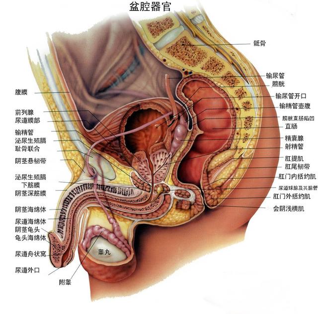 前列腺增生为什么切了之后还会长