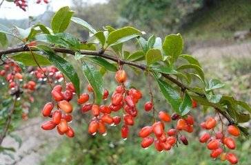 重阳节插的是哪种茱萸