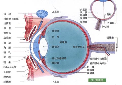 开角型青光眼与一基因变异相关