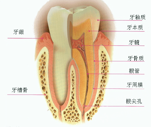 冷热酸甜不能想吃就吃?军医科普牙本质过敏