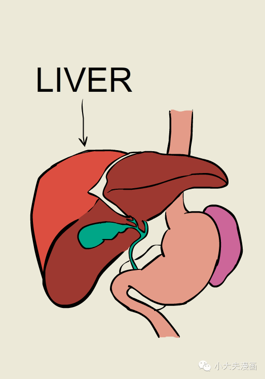 小大夫漫画:肝脏在哪儿?