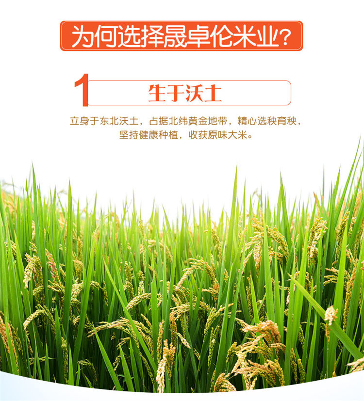 七星秋实 东北香米5kg餐饮供应粥米10斤装