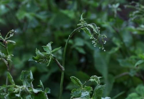 农村一种 三叶芹 又称天然补血菜 是贫血者最爱 不比阿胶差 平安健康