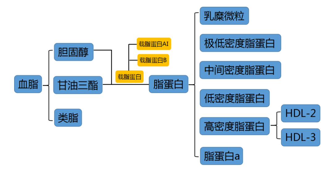 血脂主要包括胆固醇,甘油三酯和类脂,临床常用的为前两者.