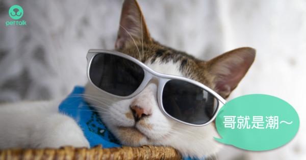 难不成是返老还童？ 猫咪甲状腺机能亢进（下）_平安健康