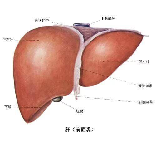 肝究竟好不好 可以先看看你的手和手指甲 平安好医生 肝究竟好不好 可以先看看你的手和手指甲 平安好医生