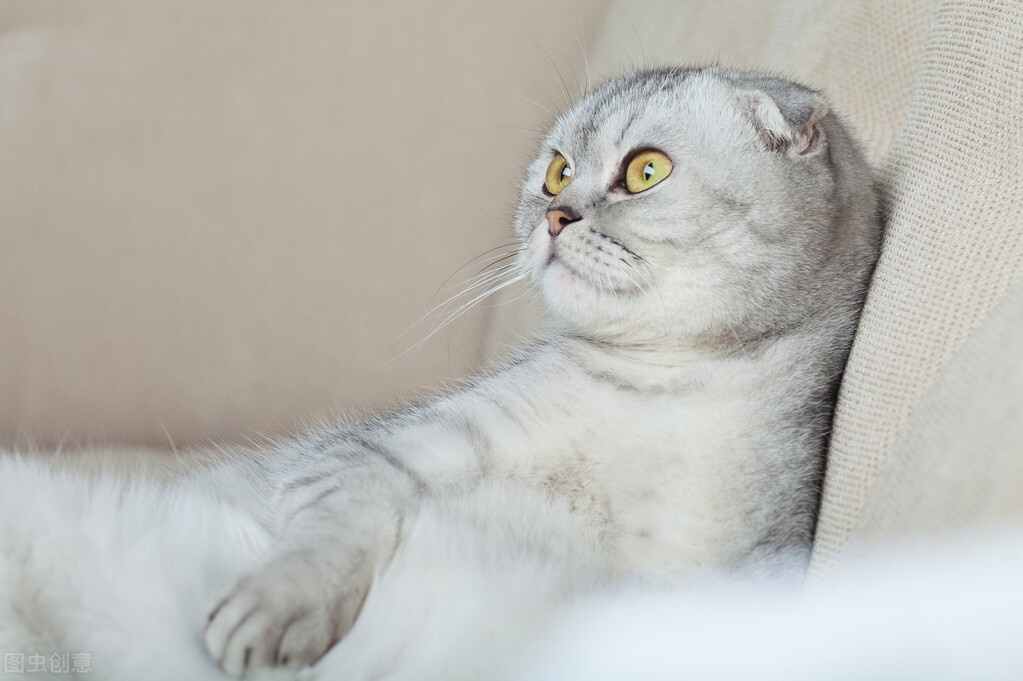 猫咪是呕吐性动物，可呕吐黄色液体泡沫痰属正常吗？都什么症状_平安健康